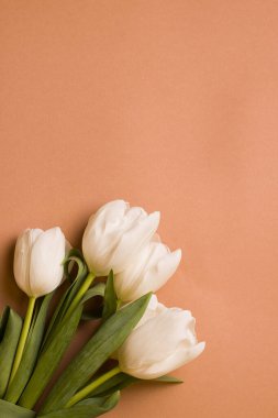 Kahverengi kağıtta beyaz laleler olan bir arka plan. Boşluğu kopyala