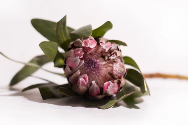 Protea Färsk Blomma Vit Bakgrund — Stockfoto