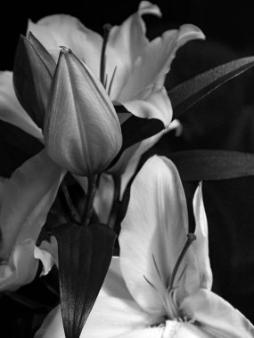 Lily siyah beyaz kayboldu. Monokrom duvar kağıdı