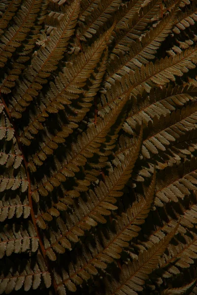 Bruine Tropische Herfstvaren Bladeren Textuur — Stockfoto