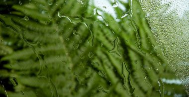 Yeşil arka plan. Eğreltiotunun yeşilliklerinin arkasında durduğu camdaki su damlacıklarının dokusu.