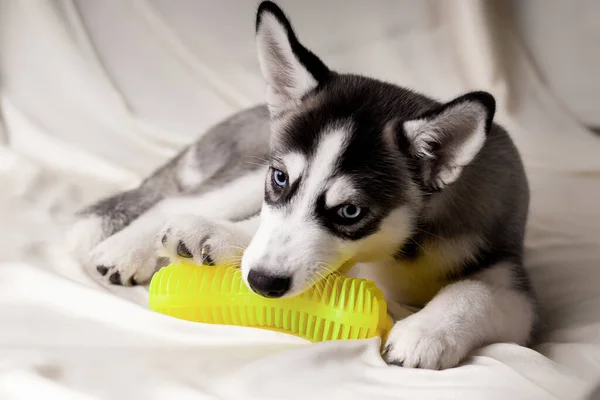 シベリアハスキー子犬遊びとともにAおもちゃ — ストック写真