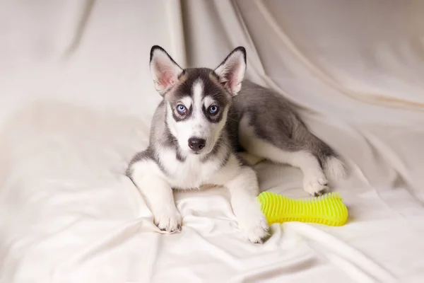 Syberyjski Husky Szczeniak Jasnym Tle Psy Zabawką — Zdjęcie stockowe