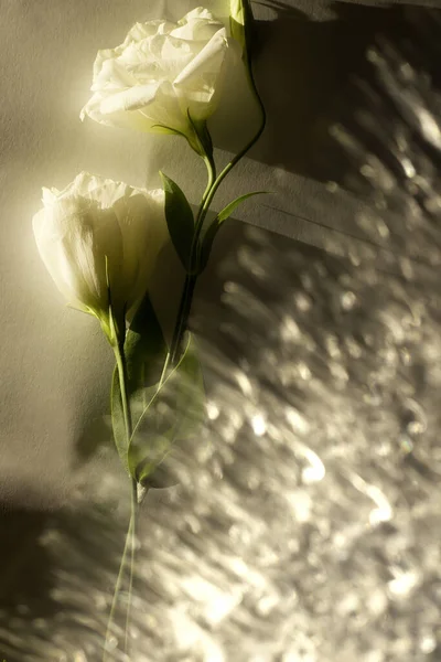 Witte bloemen bij zonsopgang. Kopieerruimte — Stockfoto