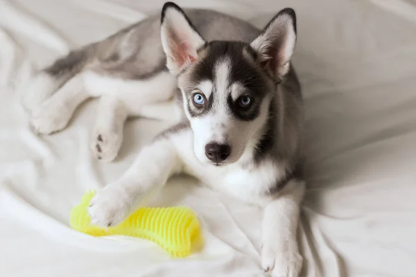 Syberyjski Husky Białym Tle Obok Gumowej Zabawki — Zdjęcie stockowe