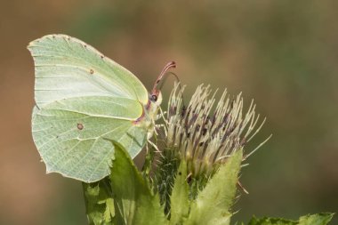 Sıradan bir kükürt bir çiçeğin üzerinde duruyor.