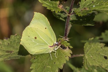 A common brimstone is sitting on a flower clipart