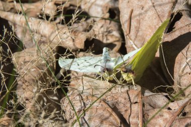 Sıradan bir kükürt bir çiçeğin üzerinde duruyor.