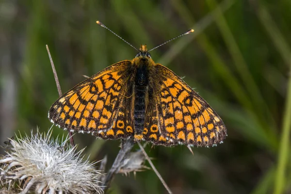 Glanville Fritillary Sitting Flower — Stock Photo, Image