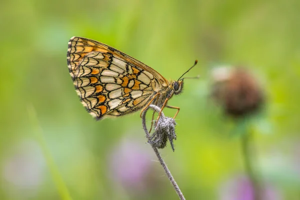 Fritillaire Bruyère Est Assis Sur Fleur — Photo