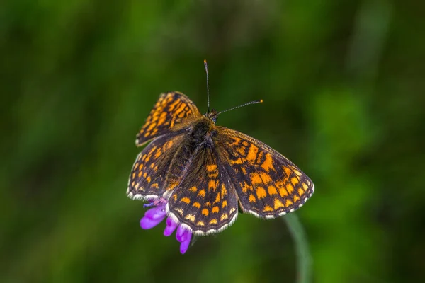 Fritillaire Bruyère Est Assis Sur Fleur — Photo