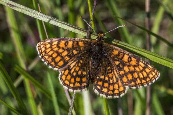 Fritillary Heath Está Sentado Flor —  Fotos de Stock