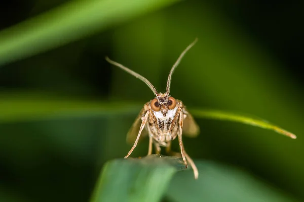 Folheado Rush Está Sentado Estoque Grama — Fotografia de Stock