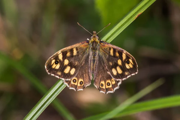 Una Mariposa Madera Moteada Está Sentada Sobre Una Hoja — Foto de Stock