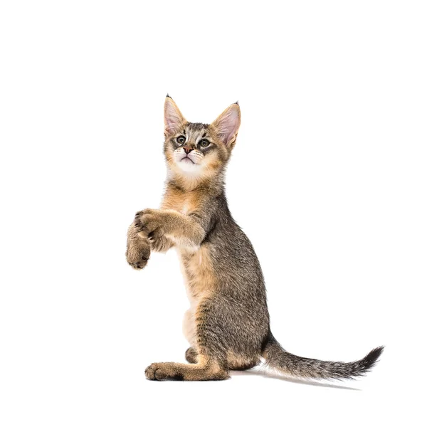 Chausie f1 hybride Jungle kat kitten — Stockfoto