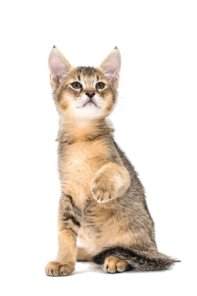 Chausie f1 小猫丛林猫杂交 免版税图库照片