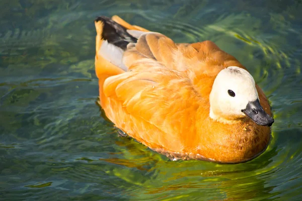 Ördek gölde yüzüyor.