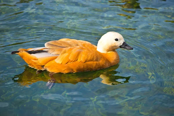 Ördek gölde yüzüyor.