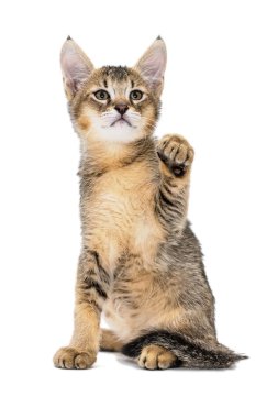Chausie f1 yavru kedi orman kedisi hibrit