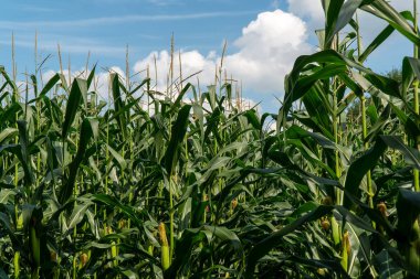 Yeşil BIO organik mısır tarlası tarımının arka planı.