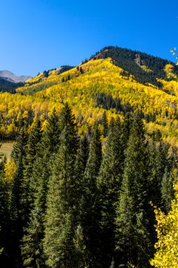 Colorado dağlarında sonbahar renkleri