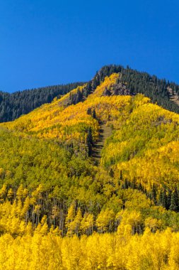 Fall Colors in Colorado Mountains clipart