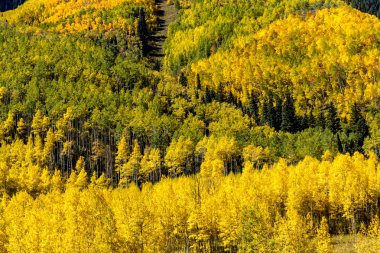 Fall Colors in Colorado Mountains clipart