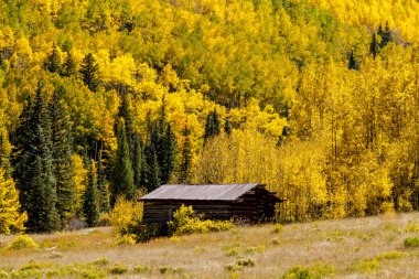 Colorado dağlarında sonbahar renkleri