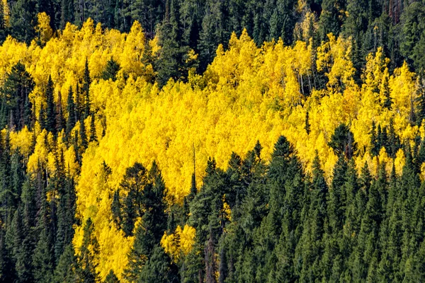 コロラド山に秋を色します。 — ストック写真