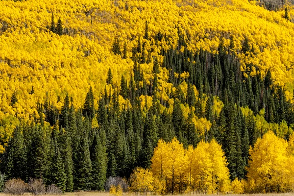 コロラド山に秋を色します。 — ストック写真