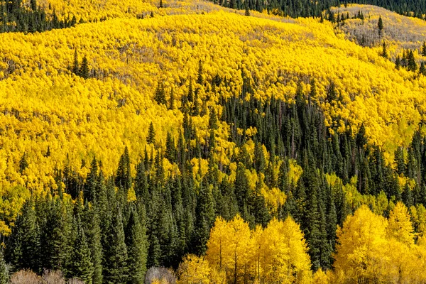 Fall Colors in Colorado Mountains — Stock Photo, Image