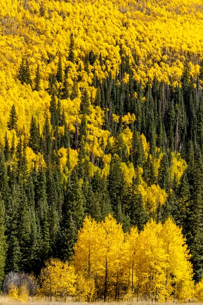 秋天的颜色科罗拉多山 — 图库照片