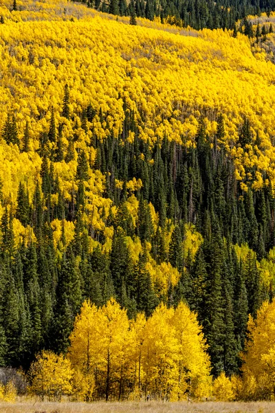 Colori autunnali nelle montagne del Colorado — Foto Stock