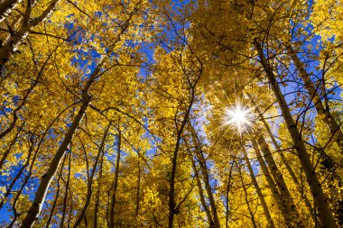 Colorado dağlarında sonbahar renkleri