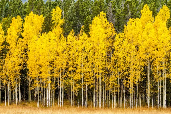 Cores da queda em Colorado Mountains — Fotografia de Stock