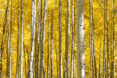 Colorado dağlarında sonbahar renkleri