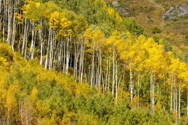 Colorado dağlarında sonbahar renkleri