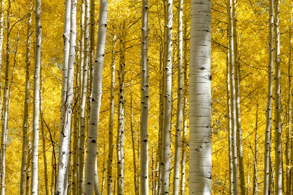 Kolory jesieni w górach Kolorado — Zdjęcie stockowe