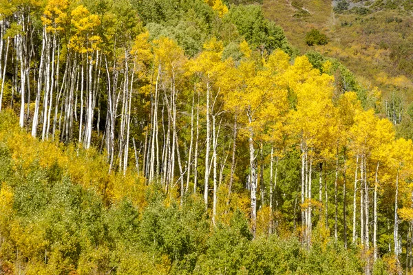 Cores da queda em Colorado Mountains — Fotografia de Stock