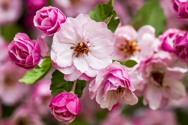 Licht roze Crab Apple Tree bloemen — Stockfoto