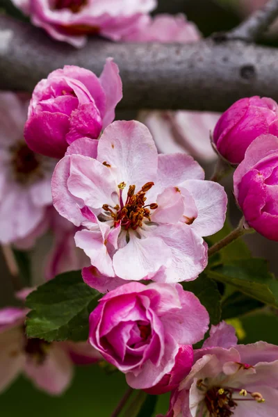 Цветет светло-розовое яблоко — стоковое фото
