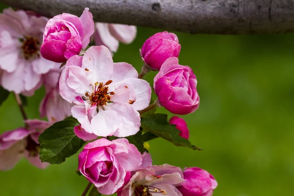 Light Pink Crab Apple Tree Blooms — Stock Photo, Image