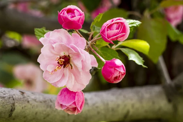 Light Pink Crab Apple Tree Blooms — Stock Photo, Image