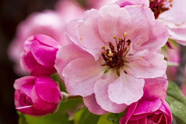 Цветет светло-розовое яблоко — стоковое фото