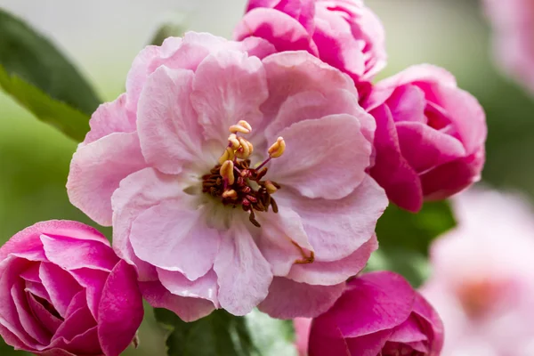 Light Pink Crab Apple Tree Blooms — Stock Photo, Image