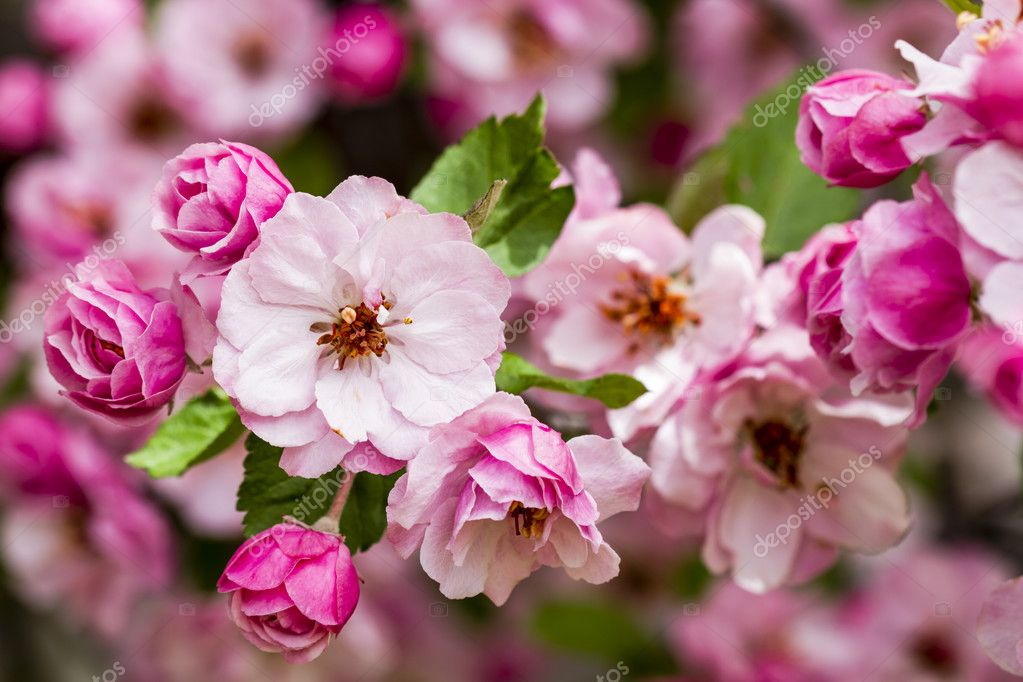 Light Pink Crab Apple Tree Blooms Stock Photo by ©TeriVirbickis 110243734