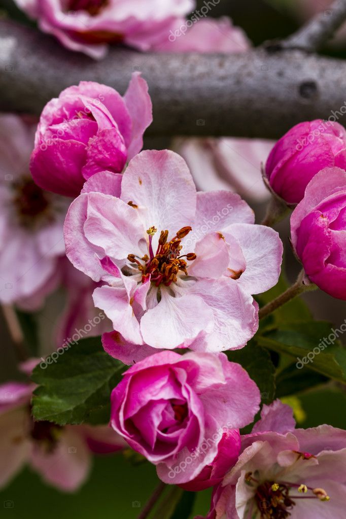 Light Pink Crab Apple Tree Blooms Stock Photo by ©TeriVirbickis 110243918