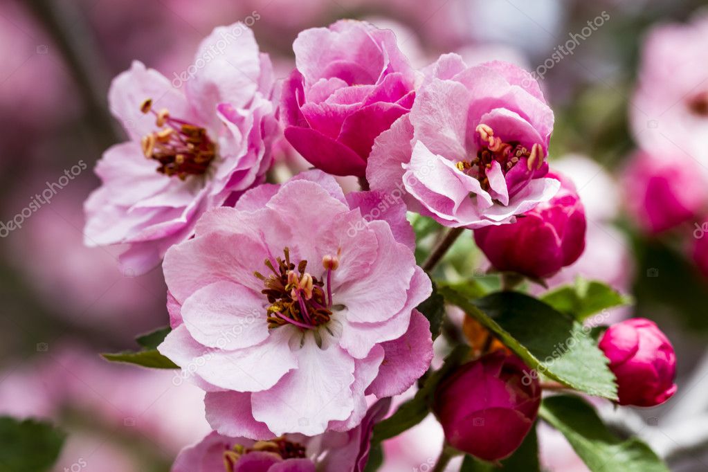 Light Pink Crab Apple Tree Blooms Stock Photo by ©TeriVirbickis 110244014
