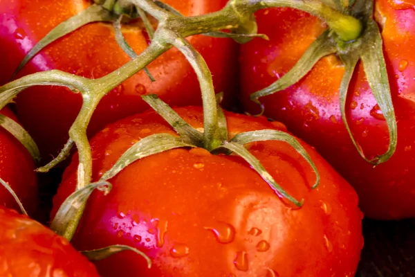 Tomates vermelhos na videira — Fotografia de Stock