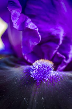 Bahçe sakallı Iris